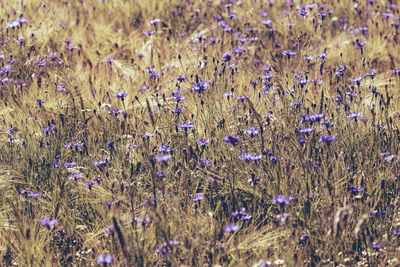 Purple wildflowers in field