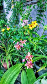 Close-up of flowers