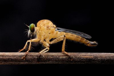 Close-up of insect perching on wood against black background