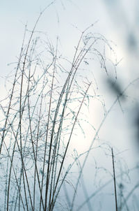 Close-up of frozen plants against sky