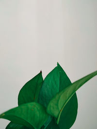 Close-up of leaves against white background