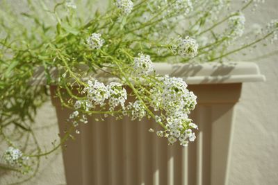 Close-up of white flowering plant