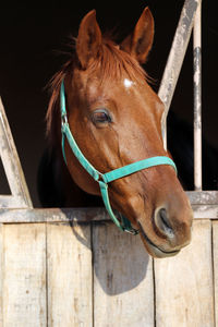 Close-up of horse in stable