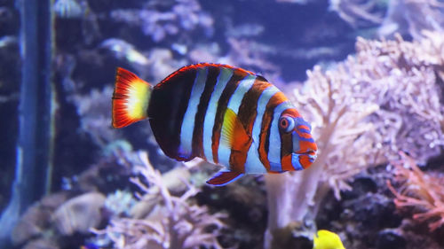 Close-up of  harlequin tuskfish