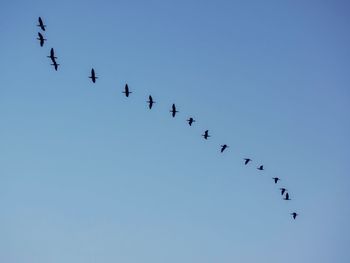 Low angle view of birds flying in sky