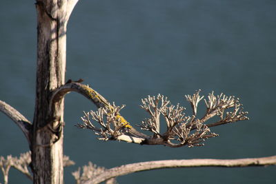 Close-up of wilted plant on tree during winter