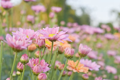 Beautiful sweet of pink chrysanthemum flower bloom in garden.