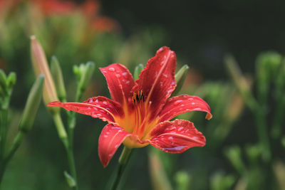 Close-up of red lily blooming outdoors