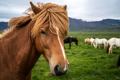 Horse in ranch