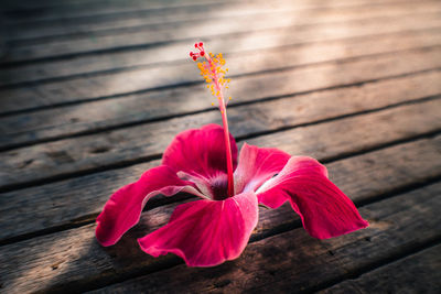 Close-up of red hibiscus flower on wood