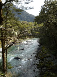 Scenic view of river flowing through forest