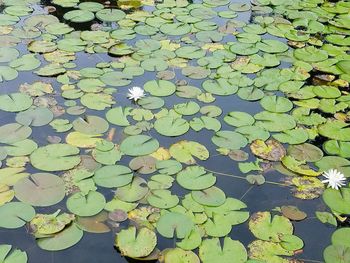 High angle view of leaf floating on water