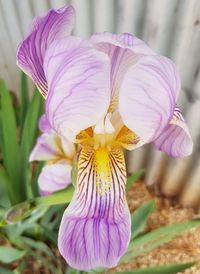 Close-up of purple flowers blooming outdoors