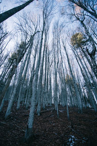 Low angle view of trees in forest during winter