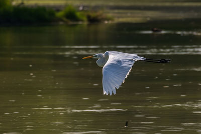 Bird flying over lake