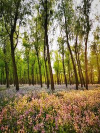 Scenic view of flowering trees in forest