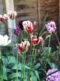 Close-up of pink flowering plants