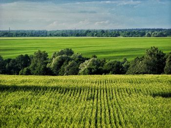 Scenic view of agricultural field against sky