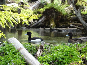 View of birds in lake