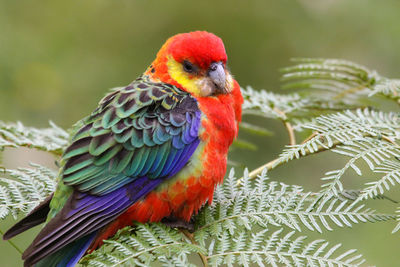 Close up of a colorful western rosella perching on leaves, gloucester national park