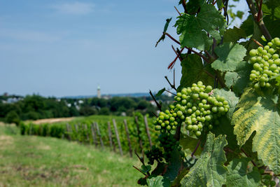 Close-up of grapes growing in vineyard