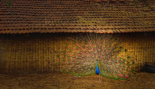 Peacock dancing in the anticipation of rain displaying its glory. 