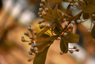 Close-up of flowering plant