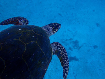 Turtle swimming in sea, underwater animal photography