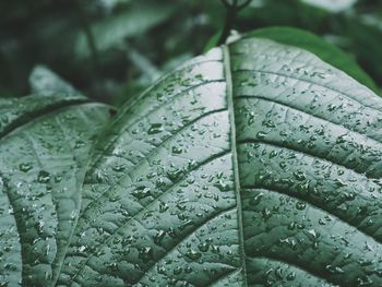 Close-up of wet leaf