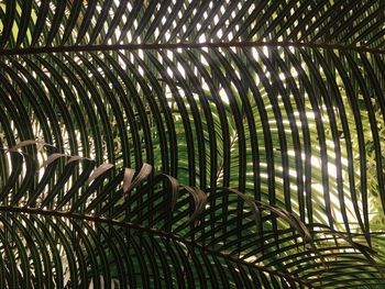 Full frame shot of palm trees