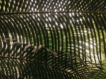 Full frame shot of palm trees