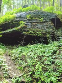 Plants growing in forest