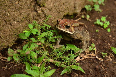 Close-up of frog on land