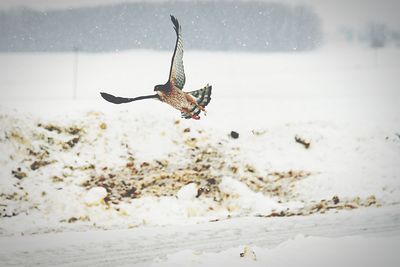 Low angle view of hawk flying above snowcapped landscape