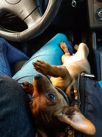 Midsection of man with dog in car