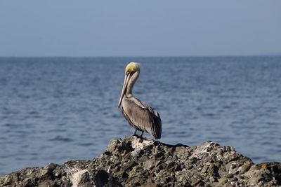 Bird perching on rock