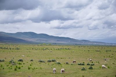 Sheep grazing utah idaho from i-84 rural farming land in the rocky mountains. united states.