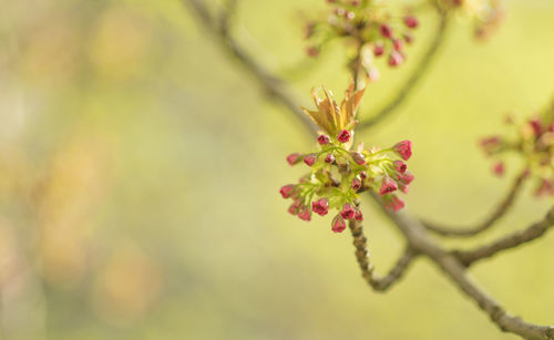 Close-up of red flowering plant