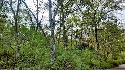 Trees in forest