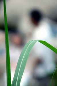 Close-up of leaves