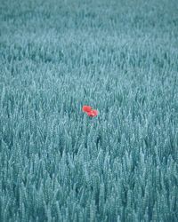 Close-up of red poppy flower on blue field