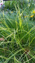 Full frame shot of plants on field