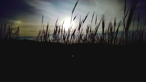 Silhouette of bare tree against sunset sky