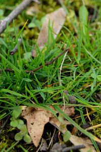 Close up of grass