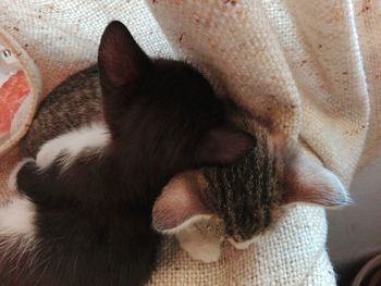 Close-up of cat sleeping at home