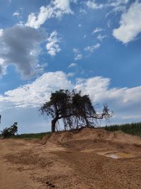 Tree on field against sky