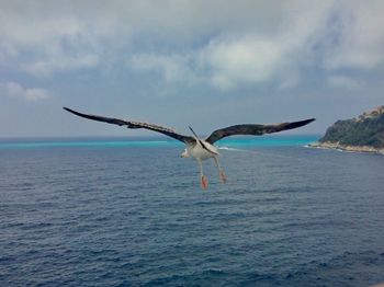 Bird flying over sea against sky