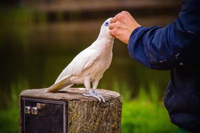 Side view of a bird perching on hand