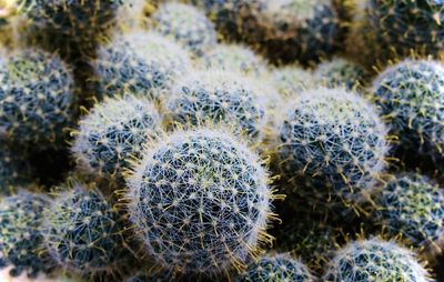 Close-up of cactus growing on field