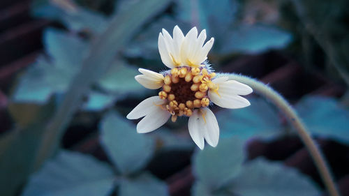 Close-up of white flowering plant